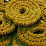 Moong Dal Chakli Recipe